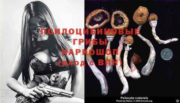 прущие грибы Елизово